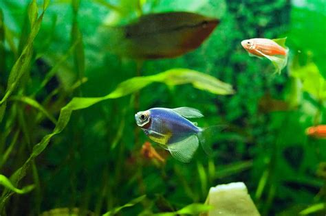 pregnant glofish|glofish pregnancy.